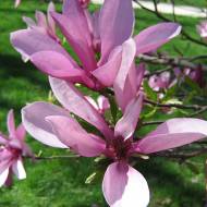 Саджанець гібридна Магнолія Betty в контейнері